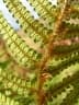 Dryopteris wallichiana