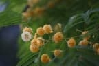 Albizia odoratissima