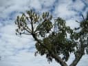 Cussonia spicata