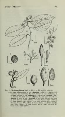 Myristica simiarum
