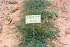Digitaria fuscescens