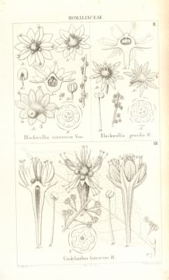 Homalium tomentosum
