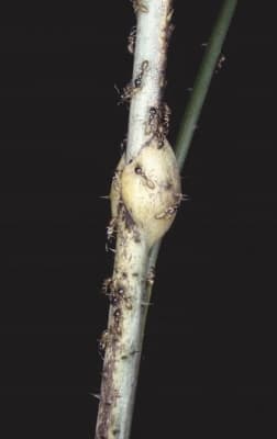 Korthalsia rostrata