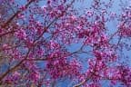 Physocalymma scaberrimum