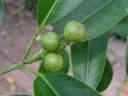 Sapium glandulosum
