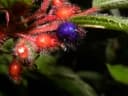 Clidemia petiolaris