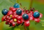Clerodendrum bungei