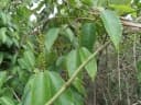 Sclerocroton cornutus