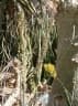 Drimia altissima