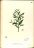 Ludwigia erecta