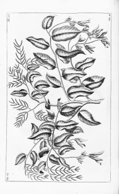 Shorea selanica