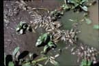 Ludwigia adscendens