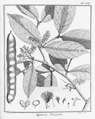 Inga bourgonii