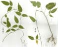 Derris trifoliata