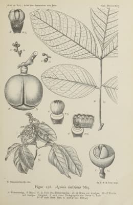 Aglaia edulis