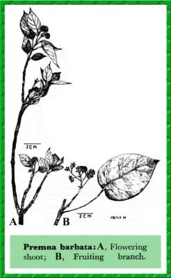 Premna barbata