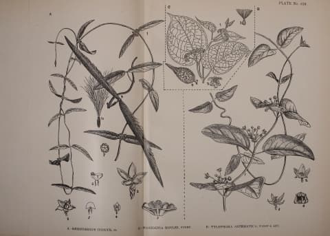 Pergularia roylei