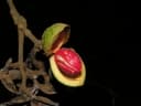 Virola macrocarpa
