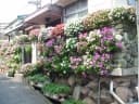 Petunia × atkinsiana
