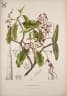Strophanthus caudatus