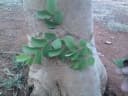 Anogeissus latifolia