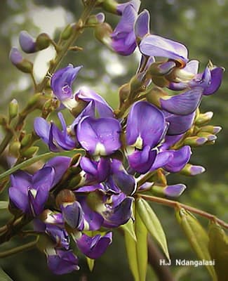 Millettia dura