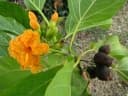 Cordia subcordata