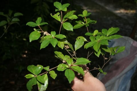 Croton anisatus