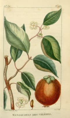 Garcinia celebica