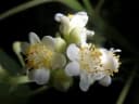 Christiana africana