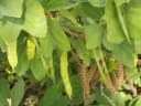 Bauhinia racemosa
