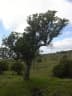 Xylosma hawaiense