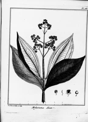 Miconia alata