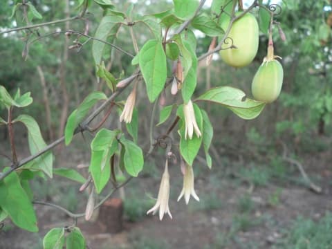 Adenia digitata