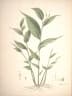 Globba marantina