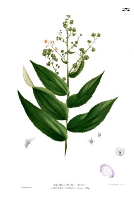 Colona javanica