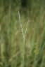 Diheteropogon amplectens