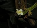 Paullinia bracteosa
