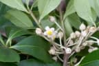 Ternstroemia tepezapote