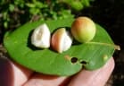 Ekebergia benguelensis
