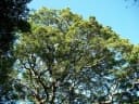 Celtis mildbraedii