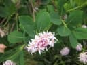 Dais cotinifolia