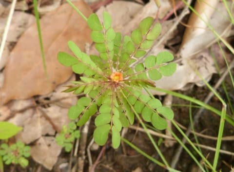 Biophytum umbraculum