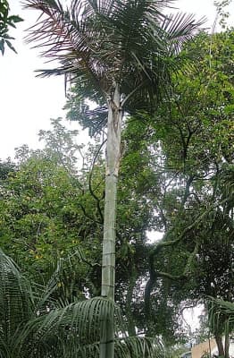 Ceroxylon ventricosum