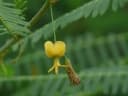 Sesbania bispinosa