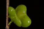 Mostuea brunonis