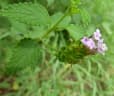 Lantana rugosa