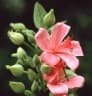 Pavonia dasypetala