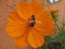 Cosmos sulphureus