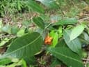 Prainea limpato